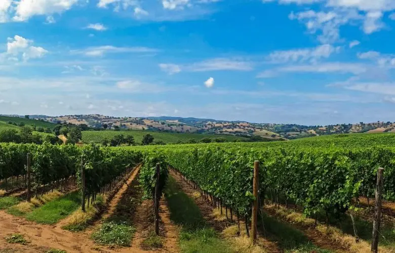 Escursione nel Chianti, a Siena, a San Gimignano, a Pisa
